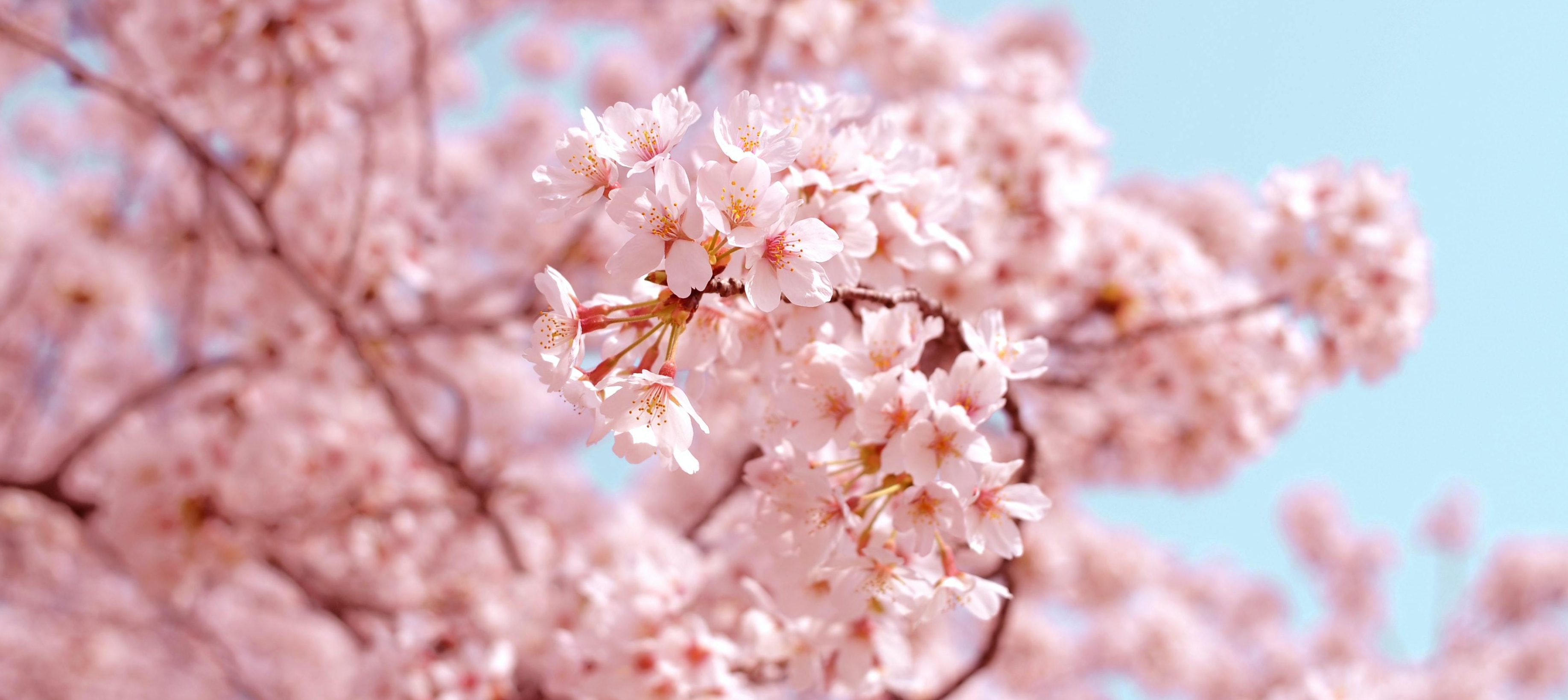 beauty sakura